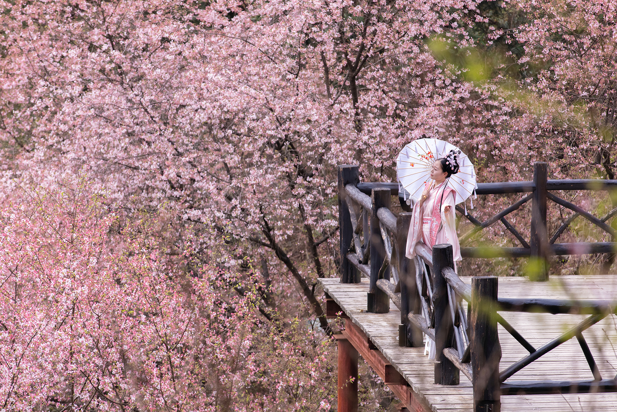 【杭州.桐庐】又是一年樱花季，小众赏樱就来天子地