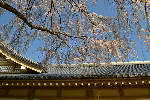 醍醐寺旅游景点攻略图