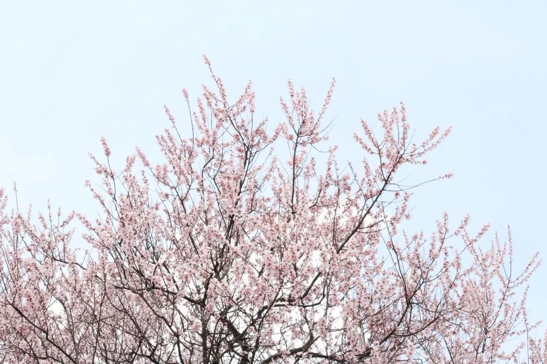 这个春天，林芝向全世界发出邀请函