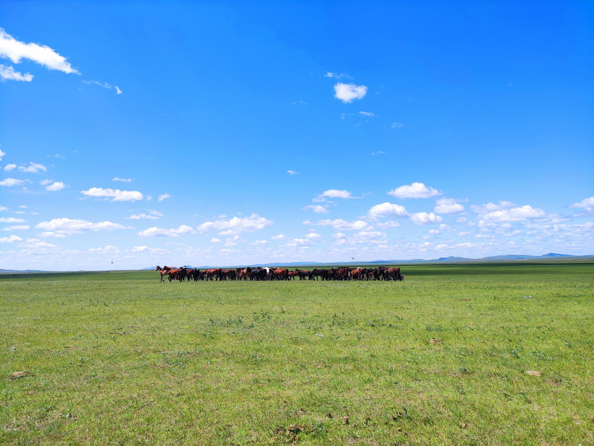 是草原最美的时节也是草原旅游的旺季所以在疫情过去的七月看了其他蜂