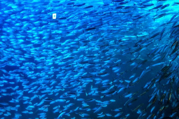 "银河水槽里成群的沙丁鱼，在蓝色的海洋里闪着耀眼的银色光芒，非常美丽，这里也非常适合拍照打卡，不容错过_登别海洋公园尼克斯"的评论图片