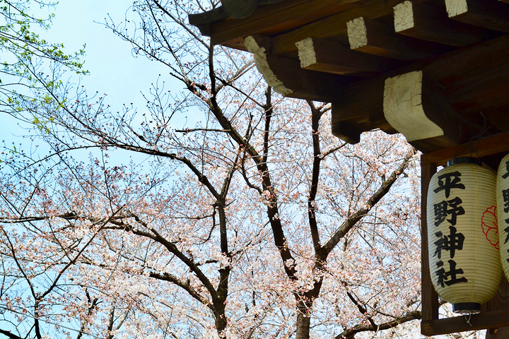 "平野神社的樱花当时还是半开。来到殿前要先摇一下铃铛，告诉神灵我们来参拜啦_平野神社"的评论图片