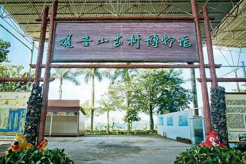 观音山古树博物馆