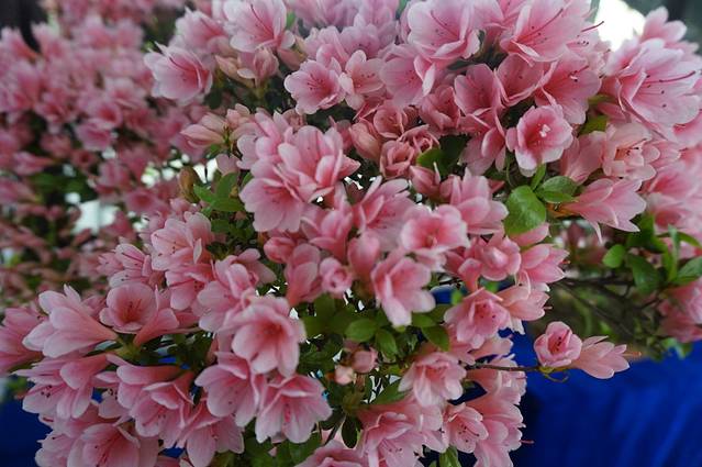 锡惠公园-中国杜鹃园