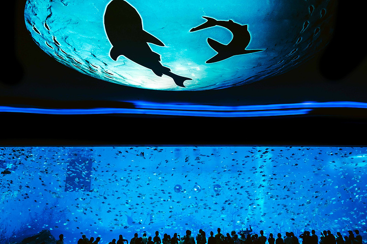 "【人鱼童话】是这里最震撼人心的秀，数条美人鱼在海底上演着童话般的故事。⬇乐园内最大的餐厅【沙塔餐厅】_上海海昌海洋公园"的评论图片