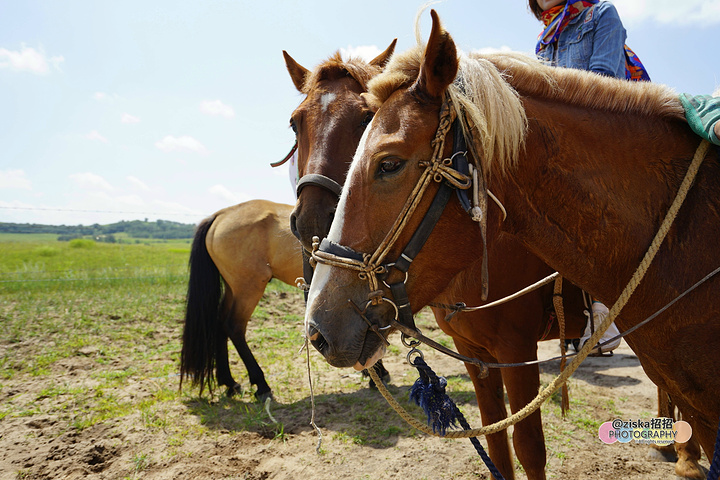 和马儿混熟悉,准备骑马穿越乌兰布统大草原,期待期待但是小马儿有点儿