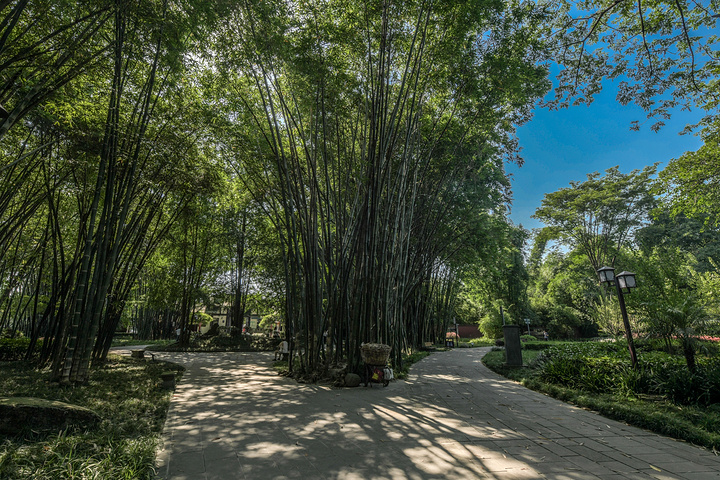 "公园的环境非常好，生态植被也非常的高。在望江楼公园的茶楼里喝茶真的是非常惬意_望江楼公园"的评论图片