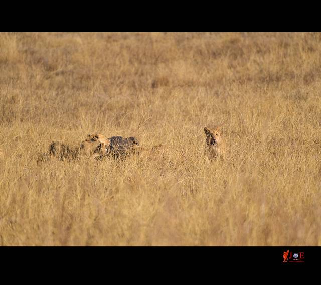 恩戈罗恩戈罗火山口