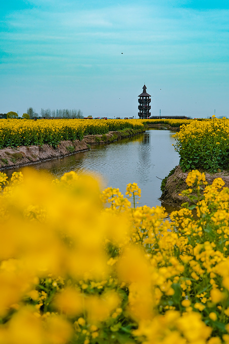 虎妹带你去江苏泰州兴化看千垛油菜花