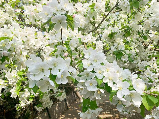 元大都城垣遗址公园-海棠花溪