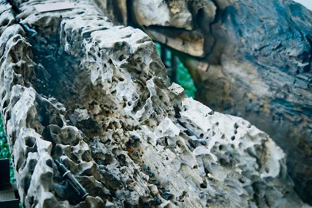 观音山古树博物馆