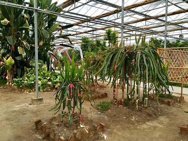 金土地生态农业园