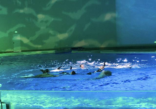 《海豚奇缘》演出