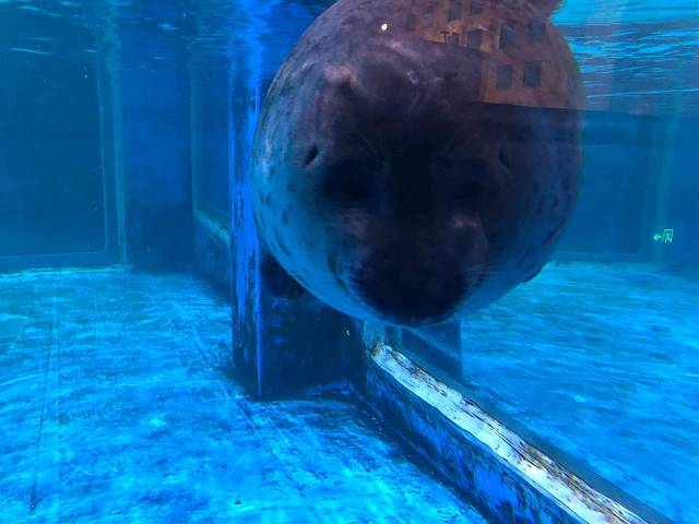 鹏新嘉定海洋世界