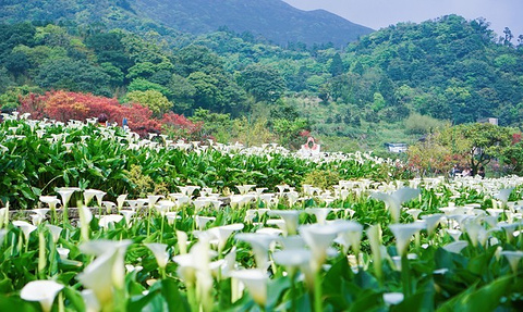 竹子湖旅游景点攻略图