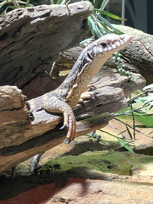 悉尼野生生物世界