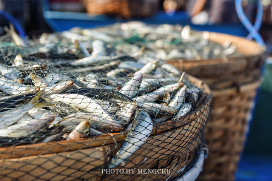 金巴兰鱼市场旅游景点图片