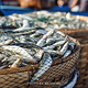 金巴兰鱼市场