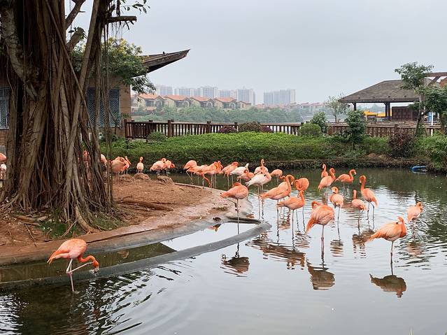 富力红树湾湿地公园