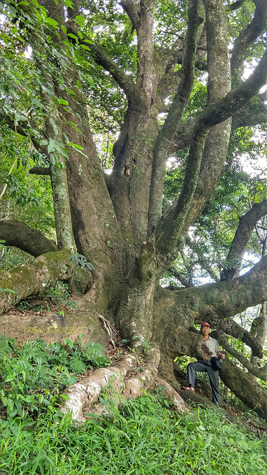 广东梅州平远泗水千年古檀树独木成林如百足怪兽枝干如群龙飞舞