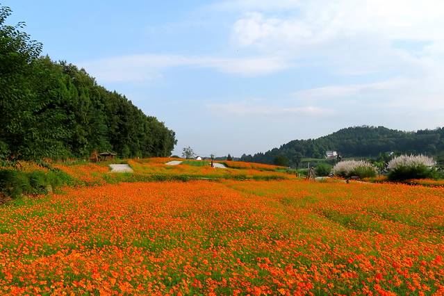鲜花山谷