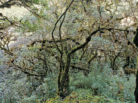 金山原始森林旅游景点图片