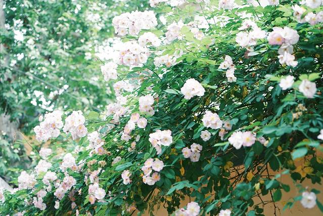 颐和路民国时期公馆风貌区