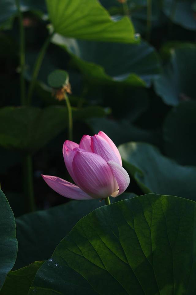 莲花湖旅游景区