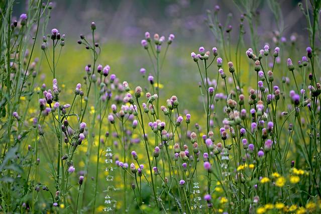 蓟州车神架风景区
