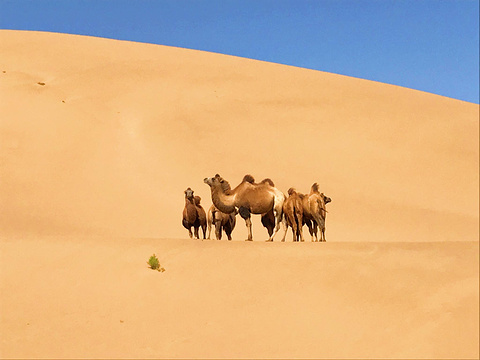 巴丹吉林沙漠旅游景点攻略图