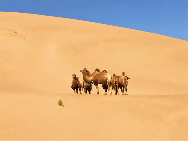 "通常去沙漠，指的 巴丹吉林 沙漠旅游区，是正式的景点，也是很多旅行社做的常规路线_巴丹吉林沙漠"的评论图片