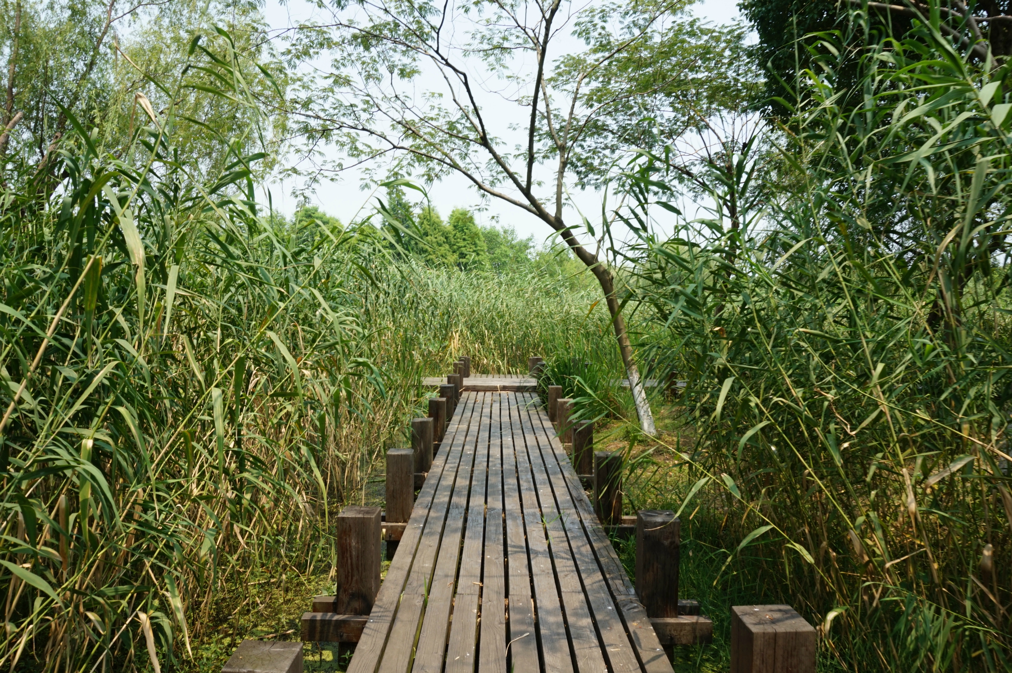 2023蘆葦迷宮遊玩攻略,蘆葦迷宮位於常熟沙家浜風景.【去哪兒攻略】