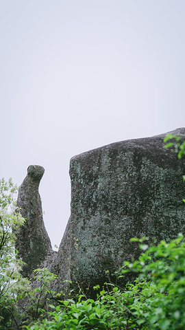 "谷旁古树虬枝，如铁壁挂画，谷内怪石异草，似丹墀仙境，引人入胜。开在悬崖边的野花 美丽又危险 难以靠近_天柱山"的评论图片