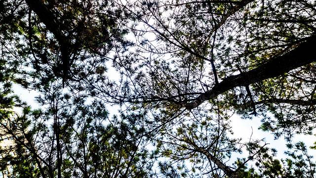 山东大学（威海）