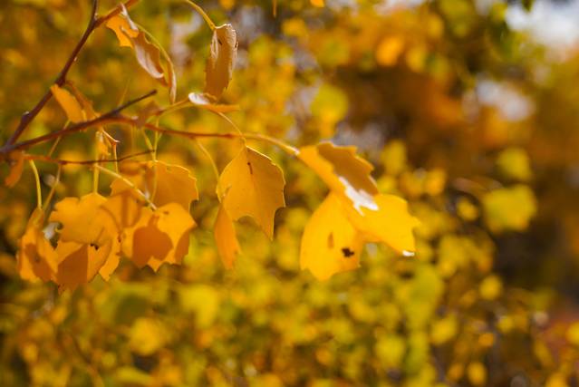 塔里木胡杨林公园