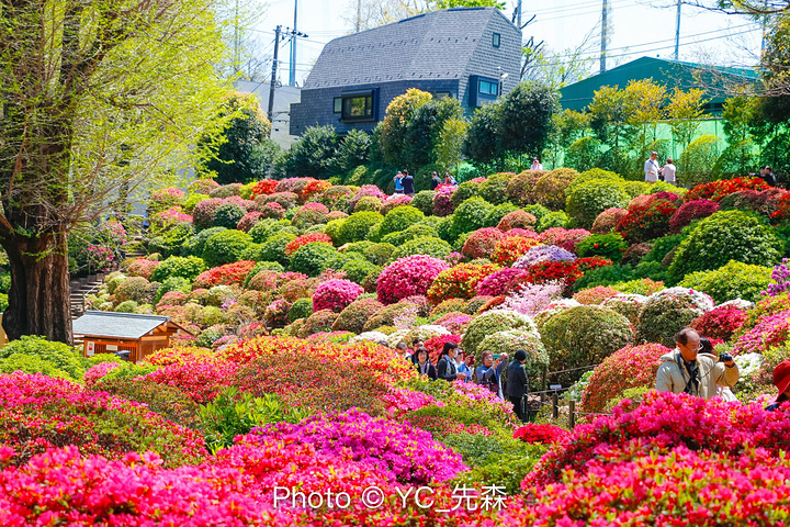 "至于和服的拍摄地，这次我们没有选择千篇一律的浅草寺，也没有图省事儿去上野公园，而是选择了小众的..._根津神社"的评论图片