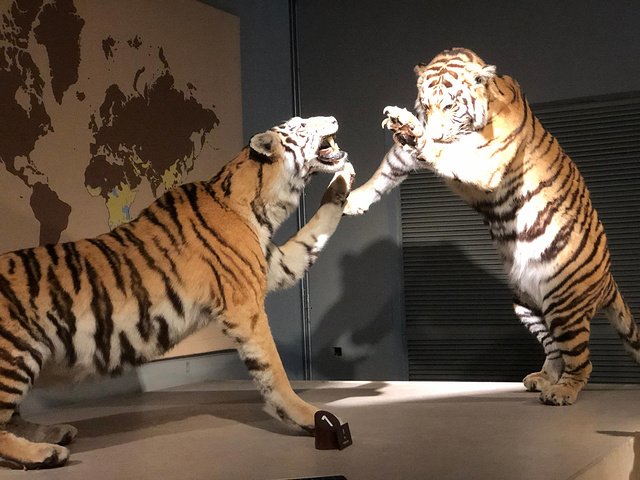 "自然博物馆的面积是非常大的，展馆数量也有很多，中庭区域的面积是最大的，各种动物的模型，让游客赞叹不已_上海自然博物馆"的评论图片