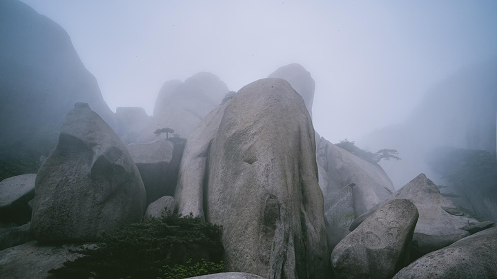 "谷旁古树虬枝，如铁壁挂画，谷内怪石异草，似丹墀仙境，引人入胜。开在悬崖边的野花 美丽又危险 难以靠近_天柱山"的评论图片