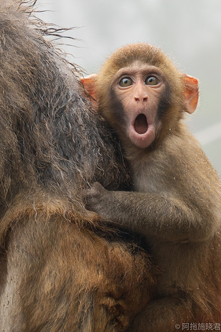 惊讶猴子表情包图片