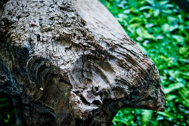 观音山古树博物馆