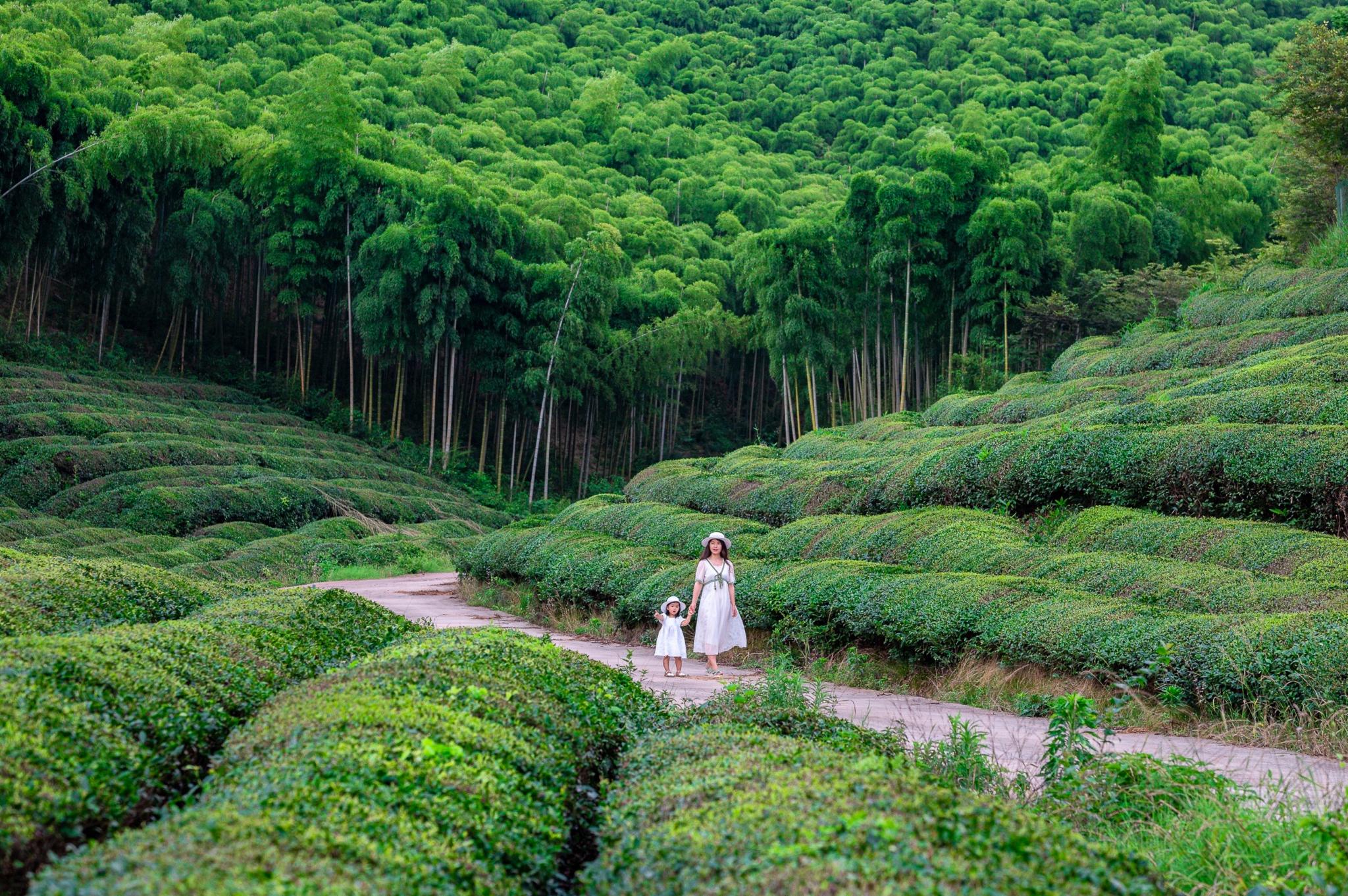 莫干亲子行，夏天的第一堂自然课