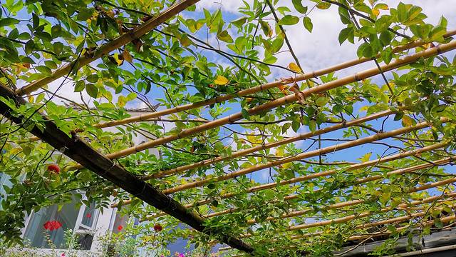 谷子地牦牛肉野生菌藏香鸡火锅