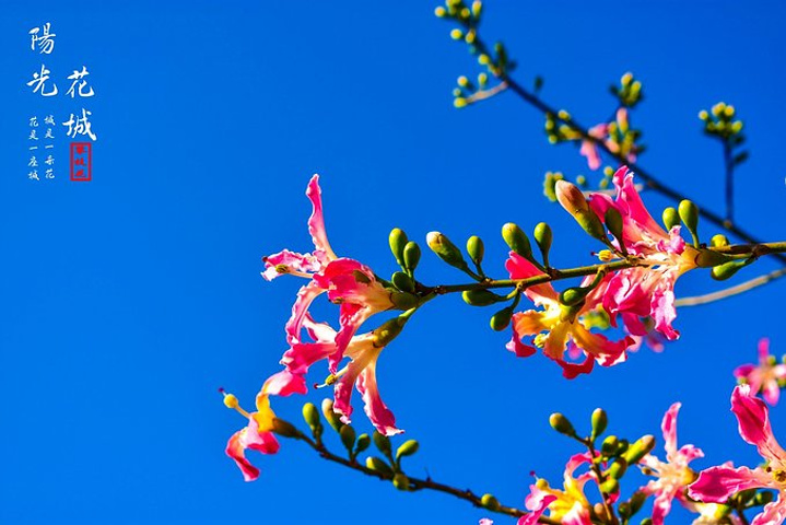 "冬季是攀枝花的旅游旺季处处都是风景。溶洞、石林、温泉、瀑布、森林公园还能爬爬山、泡泡温泉_攀枝花公园"的评论图片