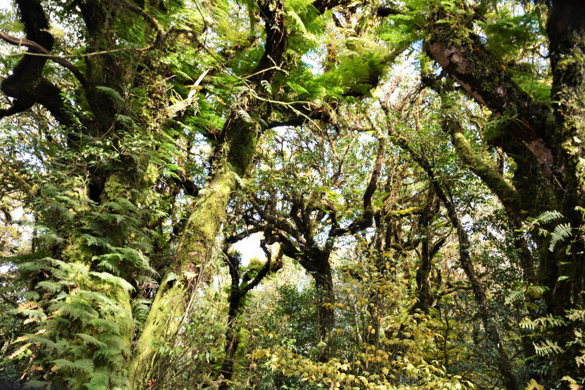 新平金山原始森林公园图片