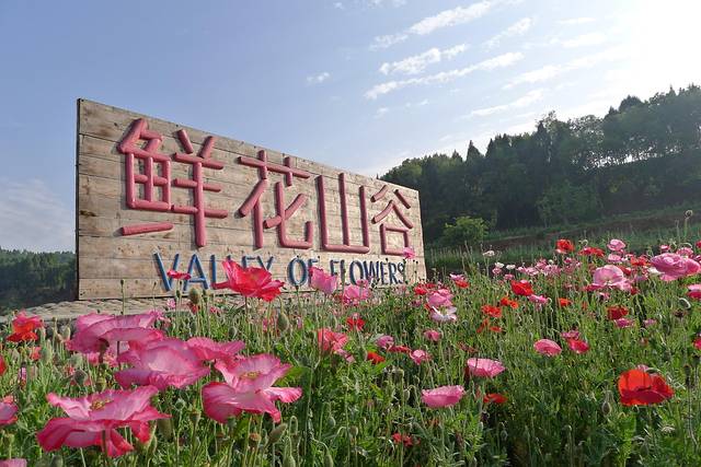 鲜花山谷