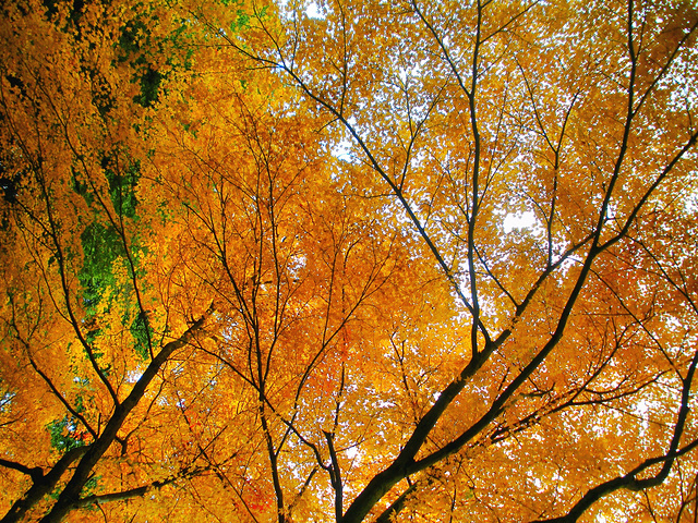 "深秋季节去最佳，园内有几株相当茂盛的枫树，枫叶红得似火，是庐山观红叶的最佳地，还有一棵百年银杏..._庐山植物园"的评论图片