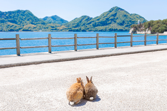 大久野岛旅游景点图片