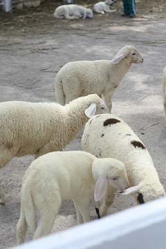 华欣瑞士绵羊牧场旅游景点攻略图