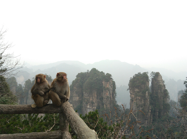 "黄石寨的著名风景双门迎宾和五指峰，跟着猴子一起非常有意境。一般住在武陵源门口的是团客。直接上山_黄石寨"的评论图片