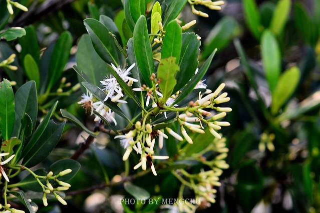 红树林自然保留区